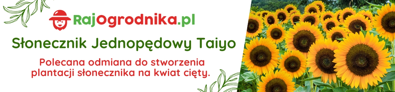 Baner słonecznik jednopędowy Taiyo nasiona na dotację sklep rajogrodnika